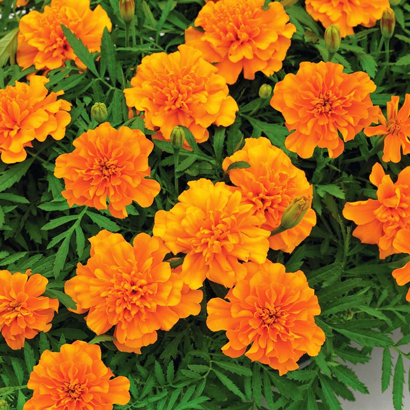 Marigold Super Hero™ Mix Seed
