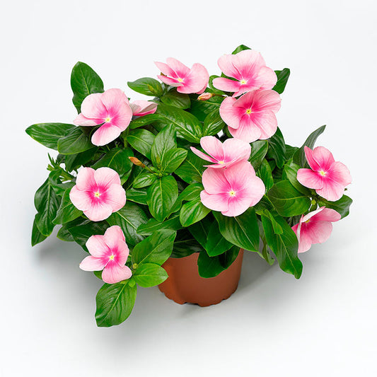 Vinca Cora Cascade Shell Pink F1 Seed
