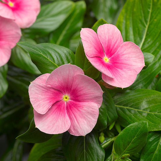 Vinca Cora Cascade Shell Pink F1 Seed