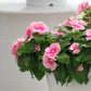 Vinca Cora Cascade Shell Pink F1 Seed
