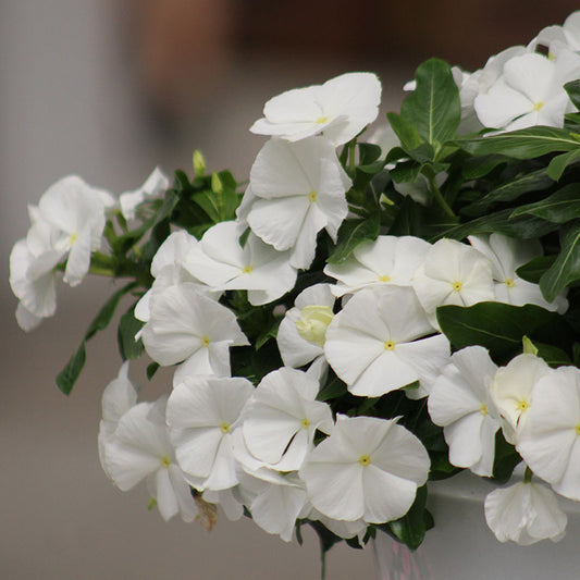 Vinca Cora Cascade White F1 Seed