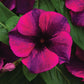 Vinca Tattoo™ Black Cherry Seed