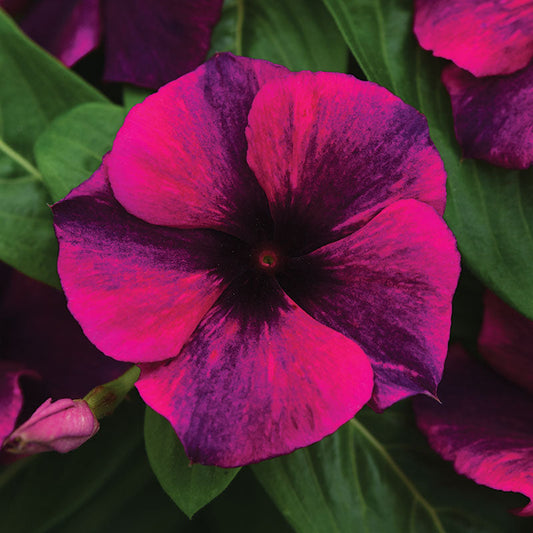 Vinca Tattoo™ Black Cherry Seed