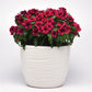 Vinca Tattoo™ Black Cherry Seed