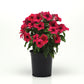Vinca Tattoo™ Black Cherry Seed