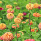 Zinnia Queeny Lime Orange Seed