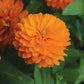 Zinnia Zahara Double Bright Orange Seed