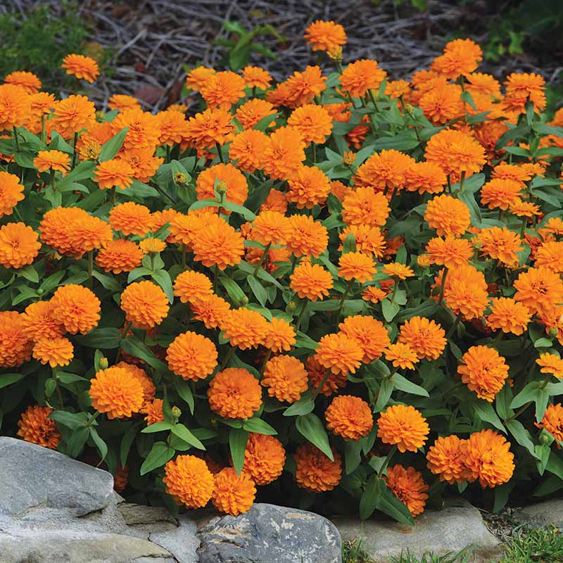 Zinnia Zahara Double Bright Orange Seed