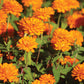 Zinnia Zahara Double Bright Orange Seed