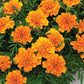 Marigold Super Hero Orange Seed