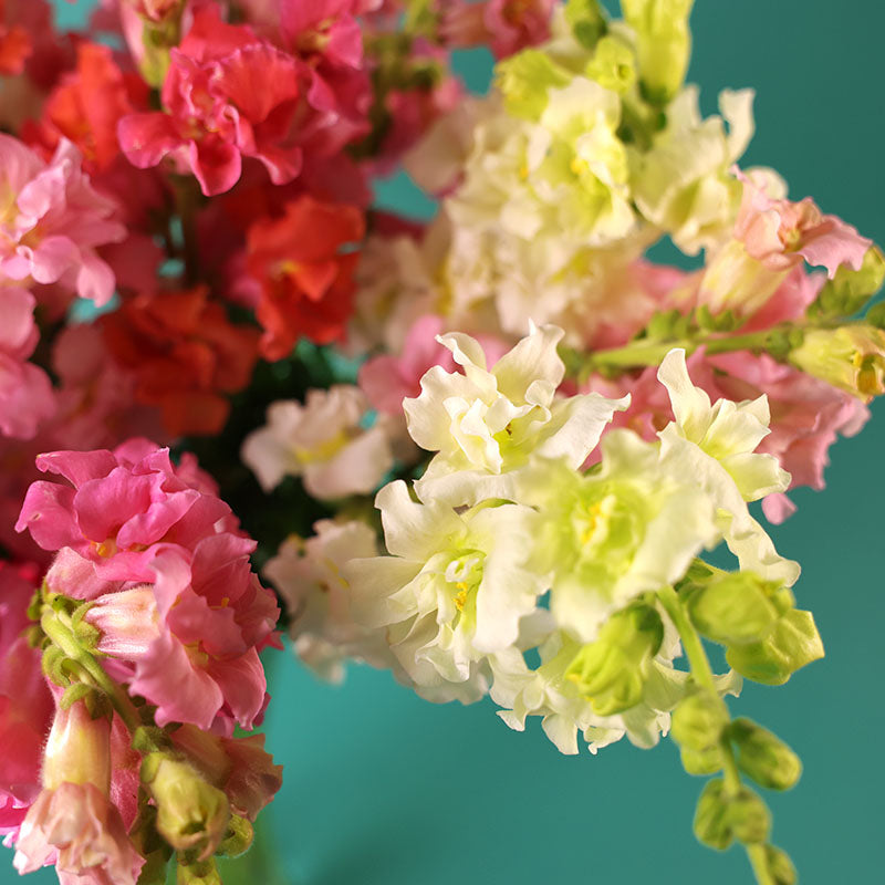 Snapdragon Madame Butterfly Mix F1  Seed