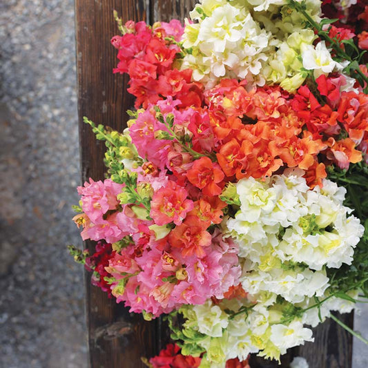 Snapdragon Madame Butterfly Mix F1  Seed