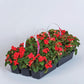 Impatiens Imara XDR Red F1 Seed