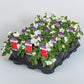 Impatiens Imara XDR White F1 Seed