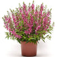 Angelonia Serena Rose F1 Seed
