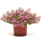 Bacopa Pinktopia® Seed