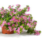 Bacopa Pinktopia® Seed