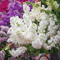 Stock Katz Hi Double White Seed