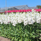 Stock Katz Hi Double White Seed