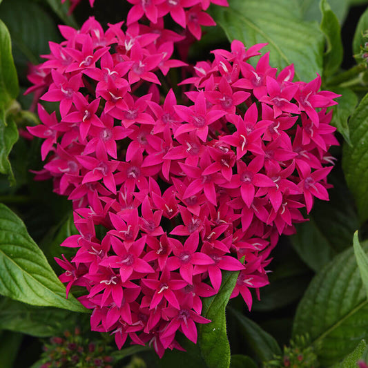 Pentas Lucky Star Lipstick F1 Seed
