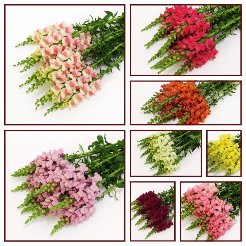 Snapdragon Potomac Mix F1 Seed
