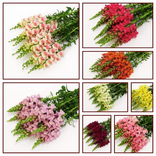 Snapdragon Potomac Mix F1 Seed
