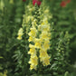 Snapdragon Potomac Mix F1 Seed