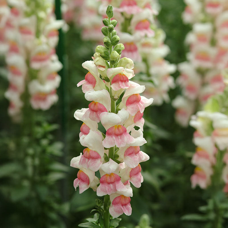 Snapdragon Potomac Mix F1 Seed