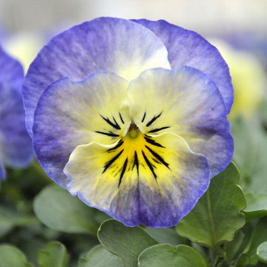 Viola Sorbet XP Neptune F1 Seed