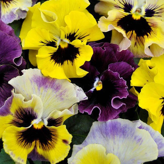 Viola Frizzle Sizzle Mini Mix F1 Seed