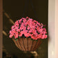 Impatiens Beacon Coral Seed