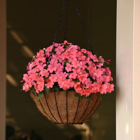 Impatiens Beacon Coral Seed