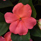 Impatiens Beacon Coral Seed