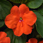 Impatiens Beacon Orange Imp Seed