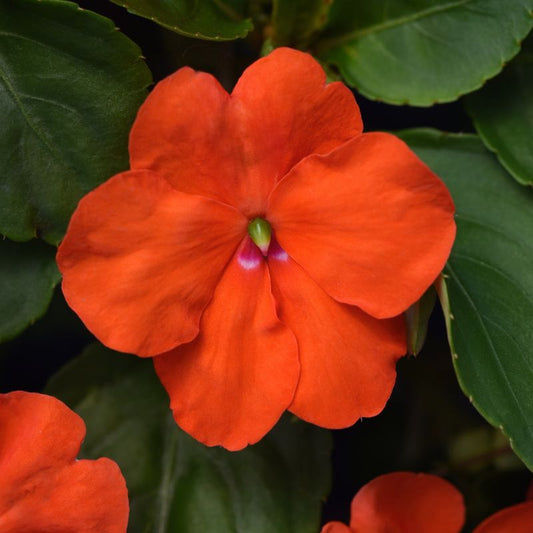 Impatiens Beacon Orange Imp Seed