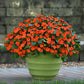 Impatiens Beacon Orange Imp Seed