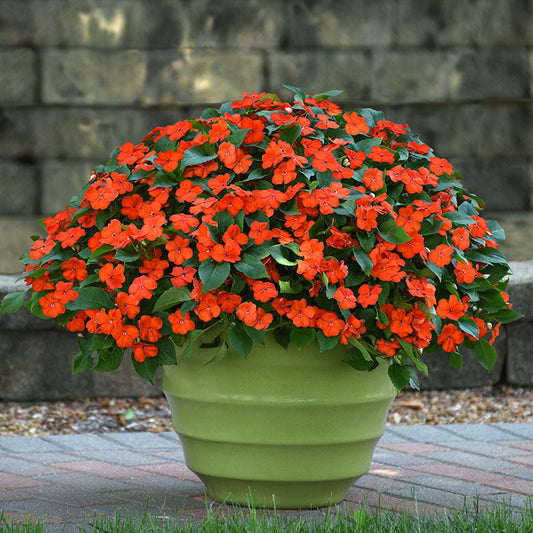 Impatiens Beacon Orange Imp Seed