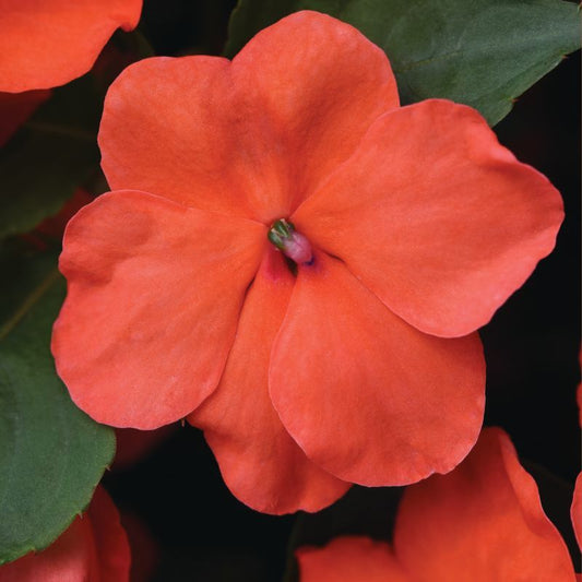 Impatiens Beacon Salmon Seed