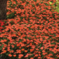 Impatiens Beacon Salmon Seed