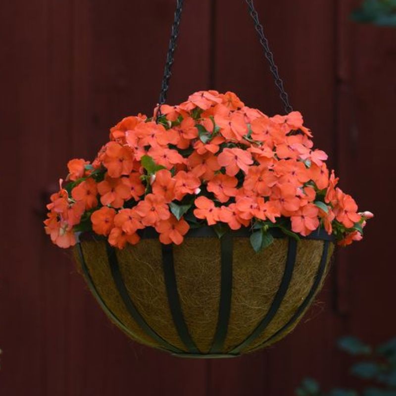 Impatiens Beacon Salmon Seed