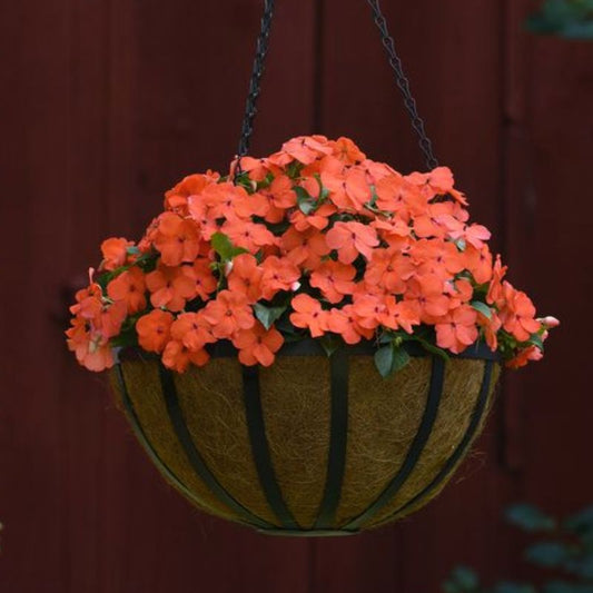 Impatiens Beacon Salmon Seed