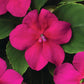 Impatiens Beacon Violet Shades Seed