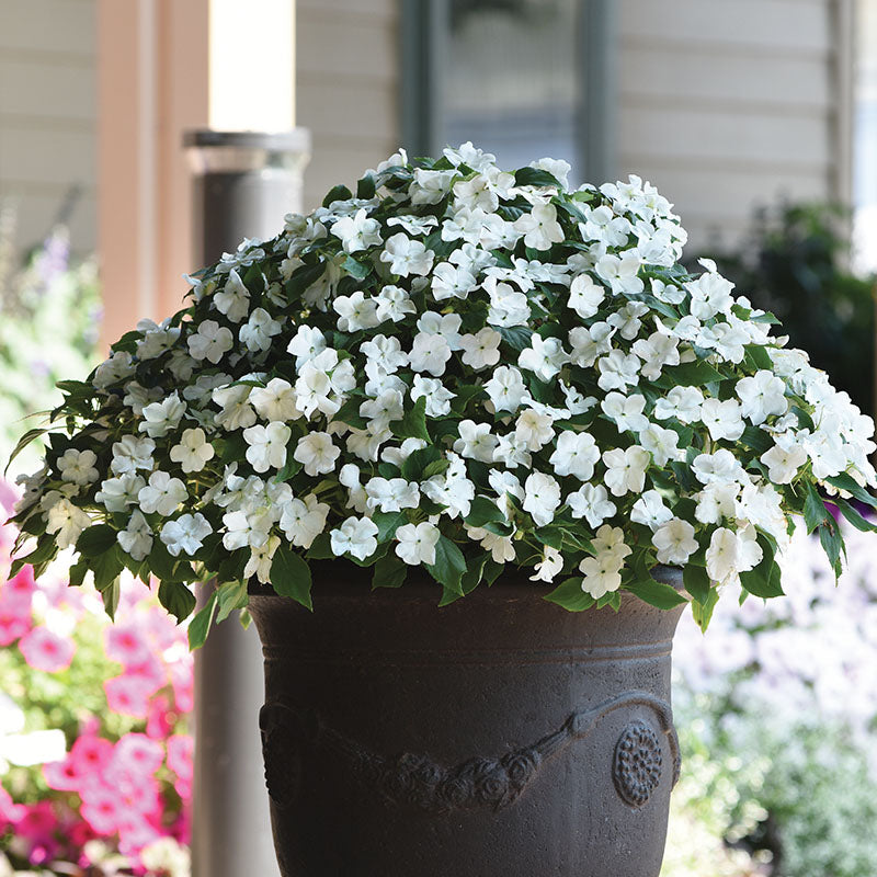 Impatiens Beacon White Seed