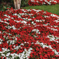 Impatiens Beacon Red White Mix Seed