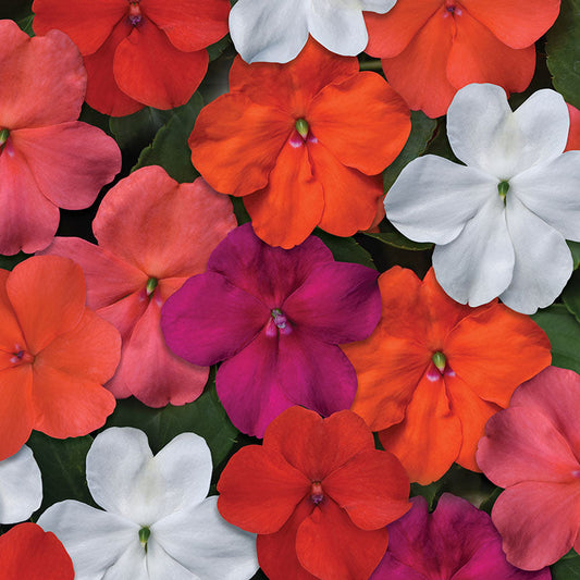 Impatiens Beacon Select Mix Seed
