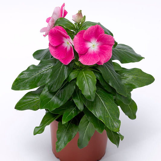 Vinca Cora XDR Pink Halo F1 Seed