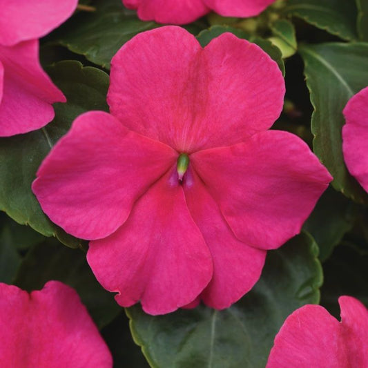 Impatiens Beacon Rose Seed