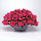 Impatiens Beacon Rose Seed