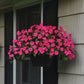 Impatiens Beacon Rose Seed