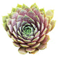 Sempervivum Hippie Chicks Seed